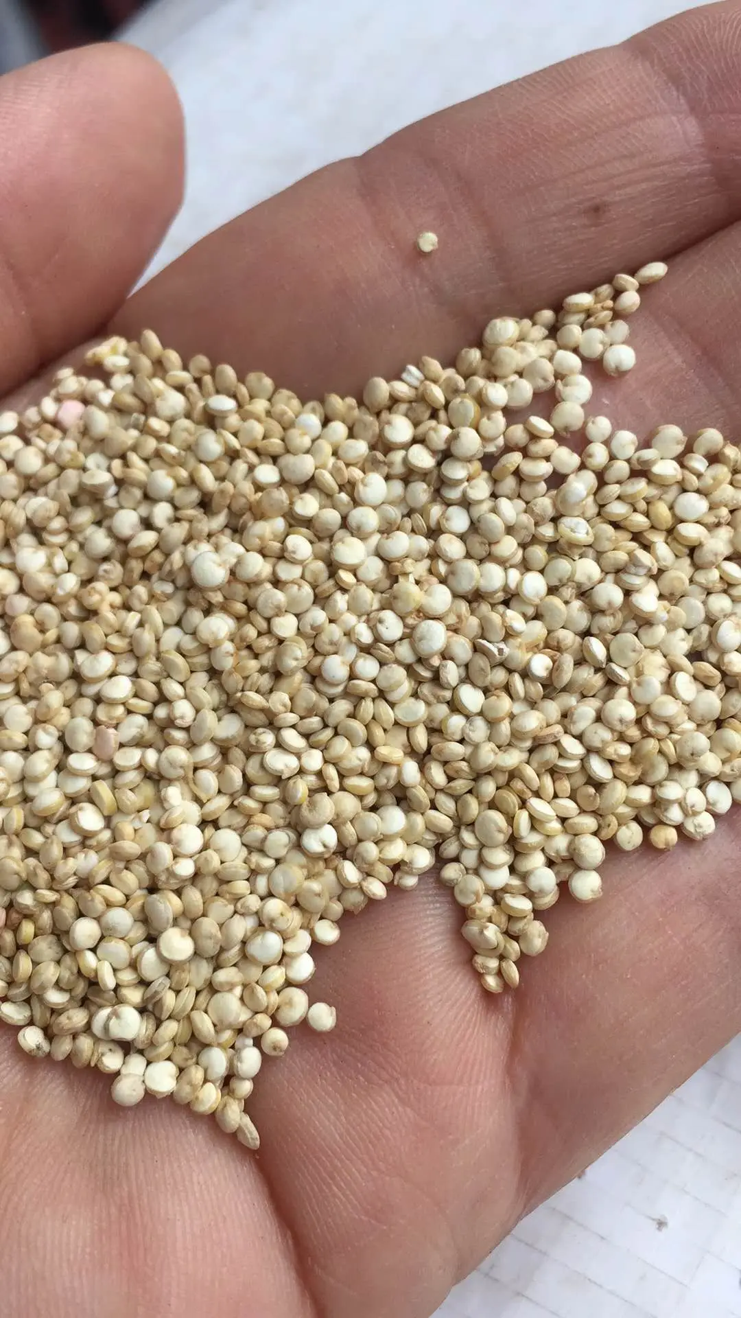 High protein  quinoa for sale