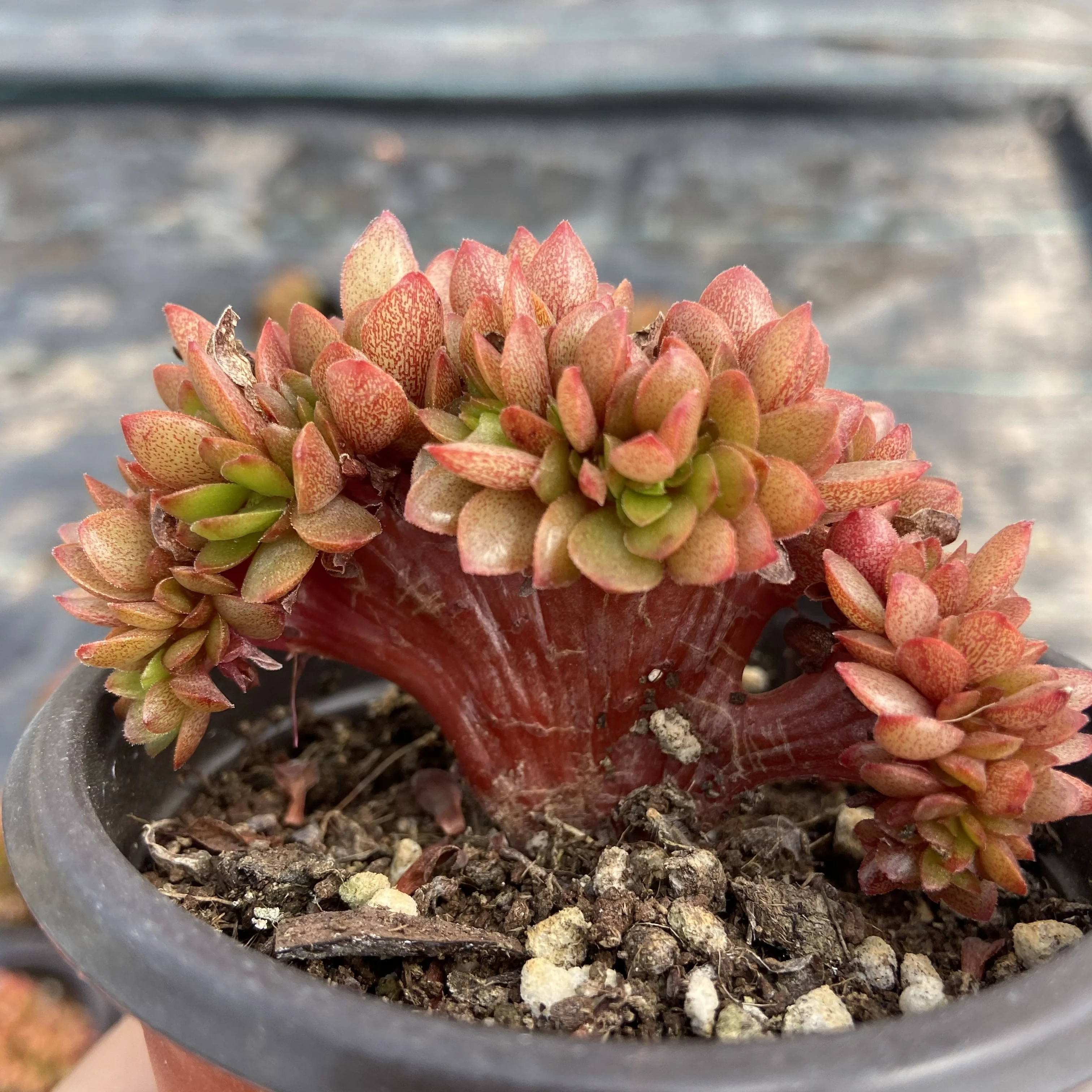 High-quality live succulents candy Variant varieties succulents plants life