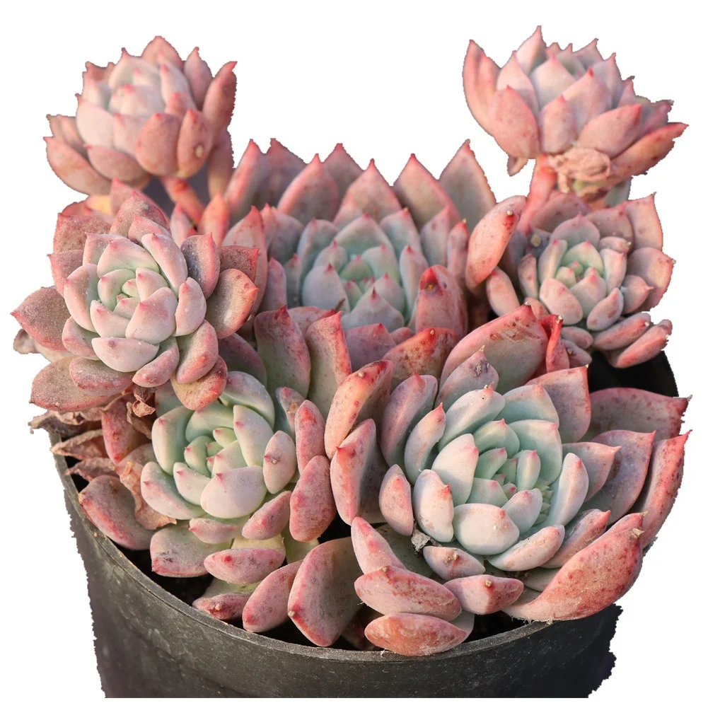 
Garden decoration echeveria gorgeous live natural succulenet plants house plant with attracive price 