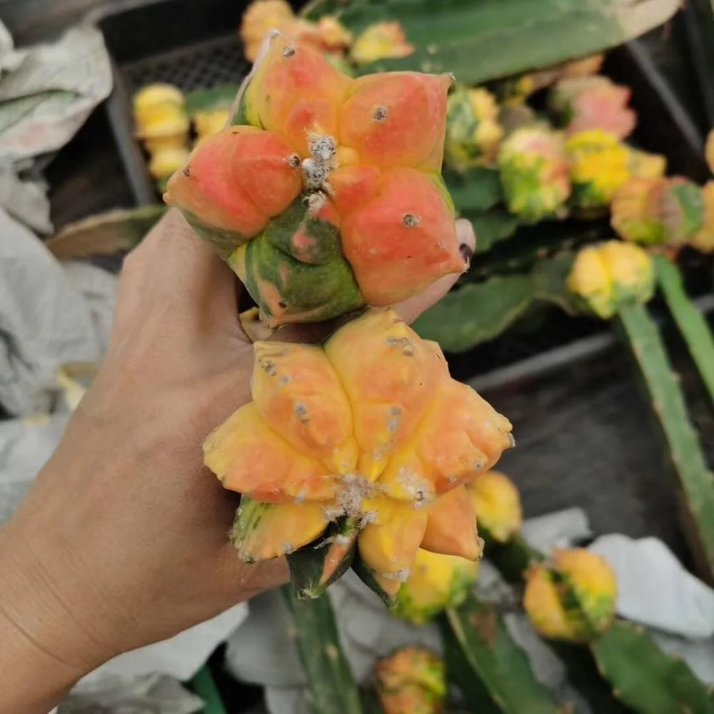 wholesale natural and real cactus  live succulent Astrophytum myriostigma indoor  for sale