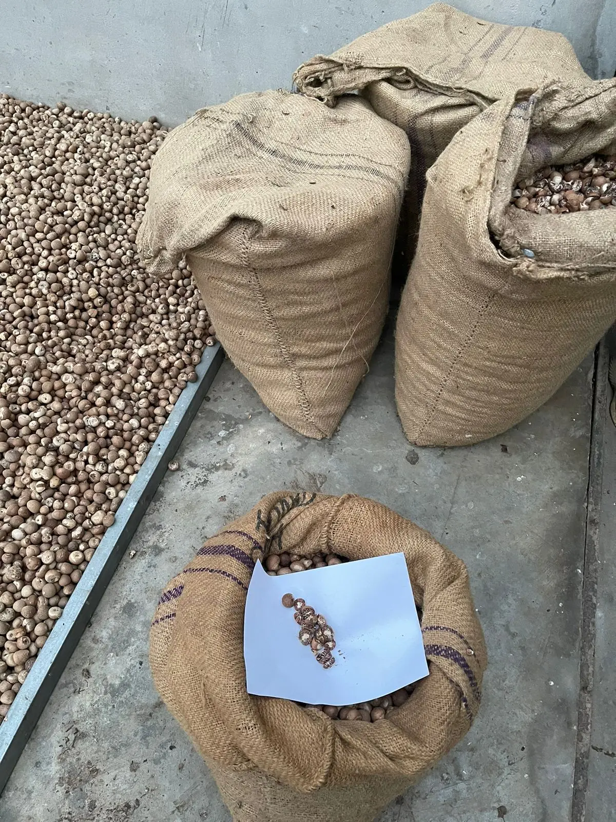 Premium Grade Of Betel Nut Supply Best Selling 100 % Natural Brown Color Dried Betel Nut Hot Sale With High Quality