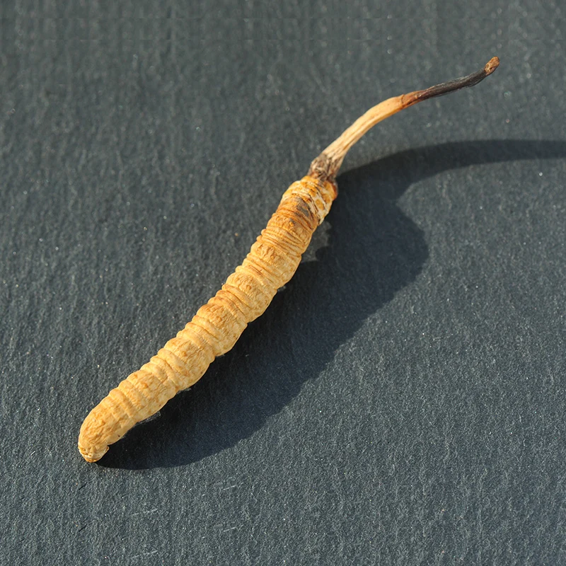 3000pcs per kg pure wild Nagqu Top grade Cordyceps sinensis L size