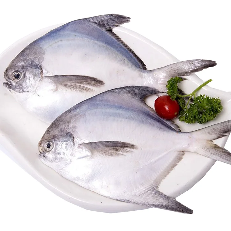 frozen white pomfret fish
