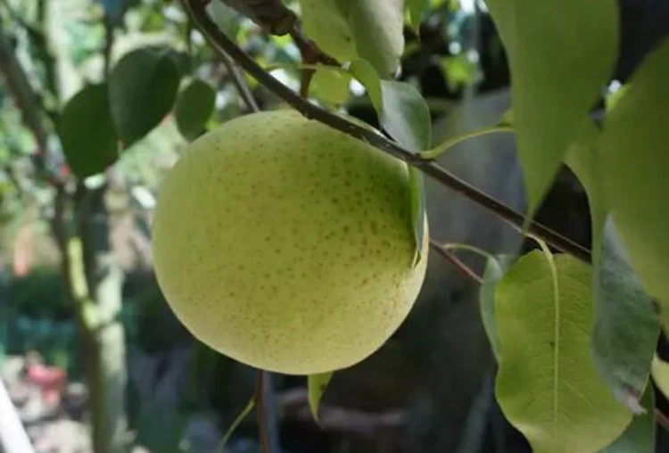 Factory Direct Wholesale Fresh High Quality Low Price Pear From China