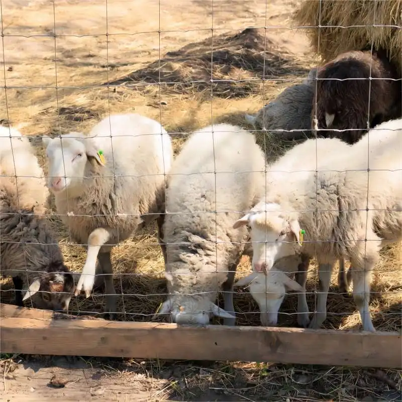 Heavy-Duty Galvanized Metal Fixed Knot Woven Fencing Wire Hog Wire Farm Field Fence for Livestock Metal Mesh Fencing Wire