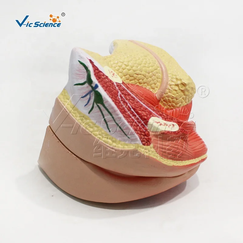 Female internal and external genital anatomy 4 parts human organs model anatomical model teaching