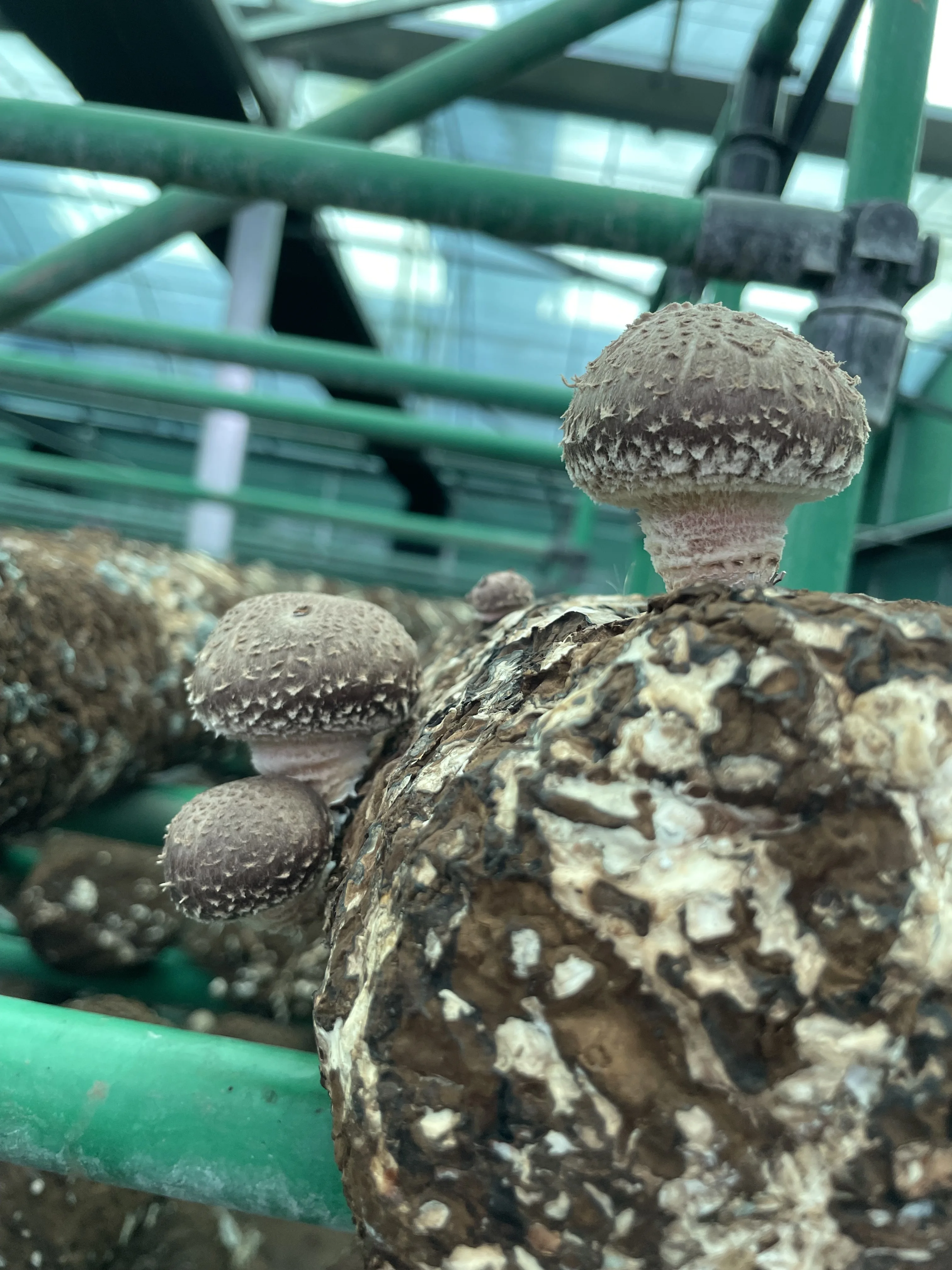 High quality dried shitake mushroom and organic dried mushroom for sale