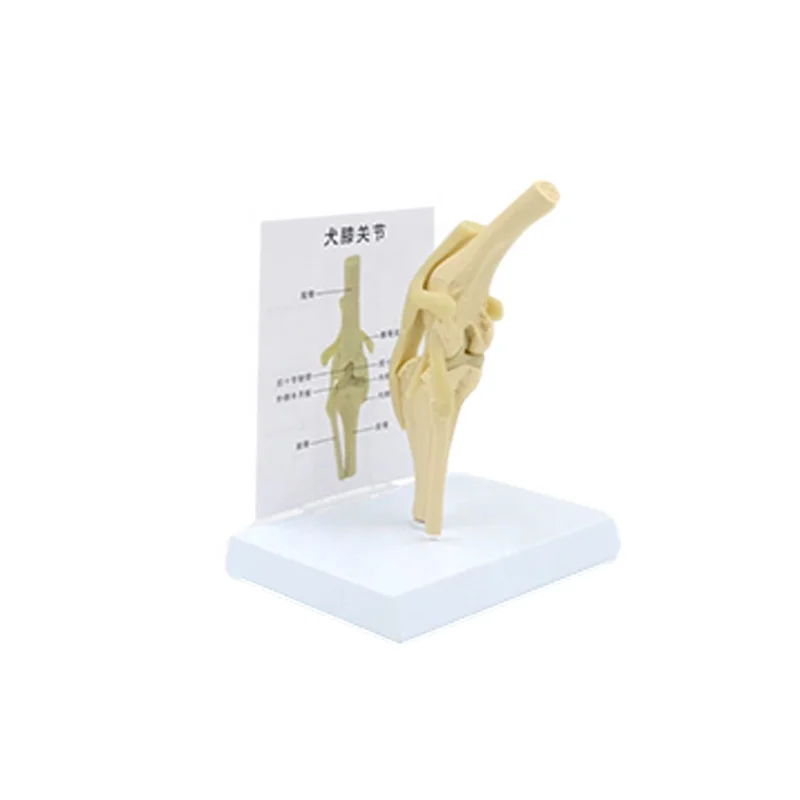 Medical Science Canine Skeleton Dog Knee Model Anatomical Model Anatomical Demonstration Picture Advanced PVC PNT-0877 PNATOMY