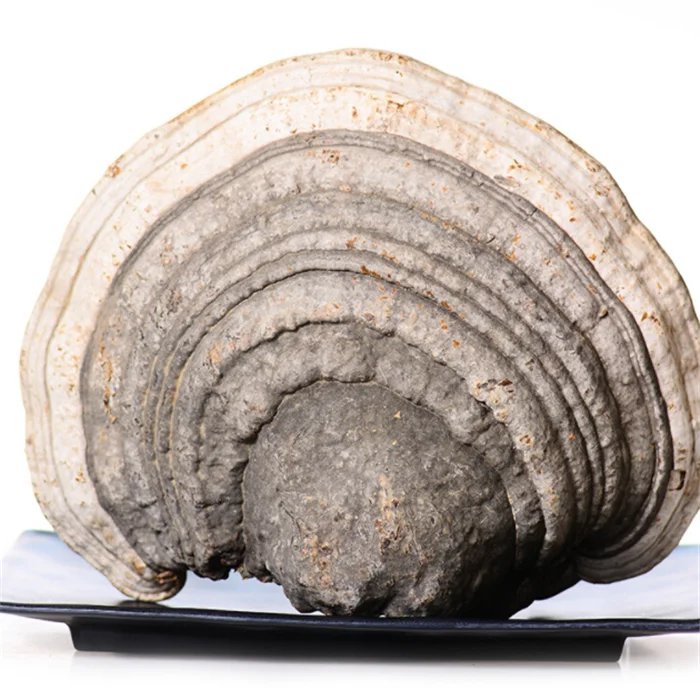 Натуральные Сушеные фемы, фентариус, гриб пирополипорус, фентарий оптом