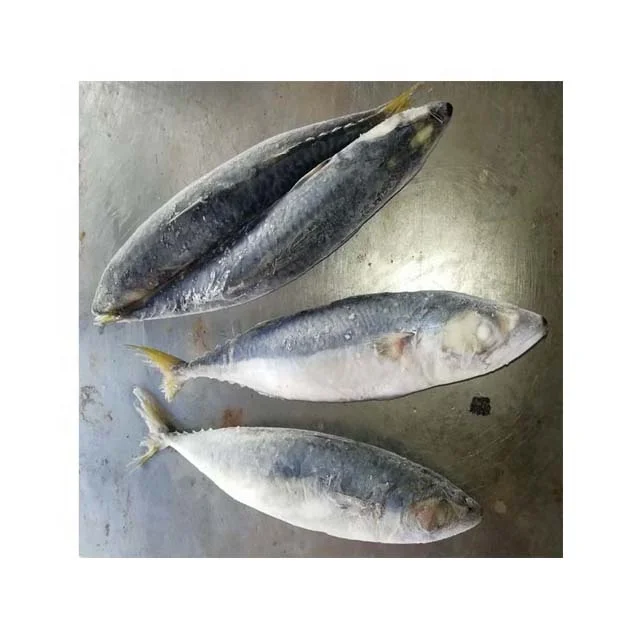 Healthy Sea Food Dried Whole Round Frozen Pacific Mackerel Fish