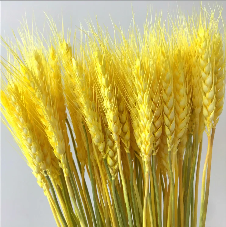 High Quality Dry Wheat Grass Wreath Natural Style Silk Flower Home Decoration Beautiful Branches Competitive Price Weddings