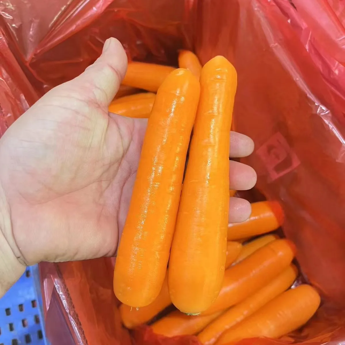 Chinese Farm Wholesale Baby Carrot S M L 2L 3L Xiamen Fresh Bulk Carrot Fresh Carrot Vegetable