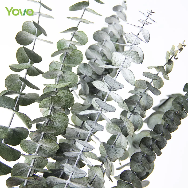 Wholesale High Quality Dried Preserved Eucalyptus Bunch Dried Eucalyptus Leaves for Decoration