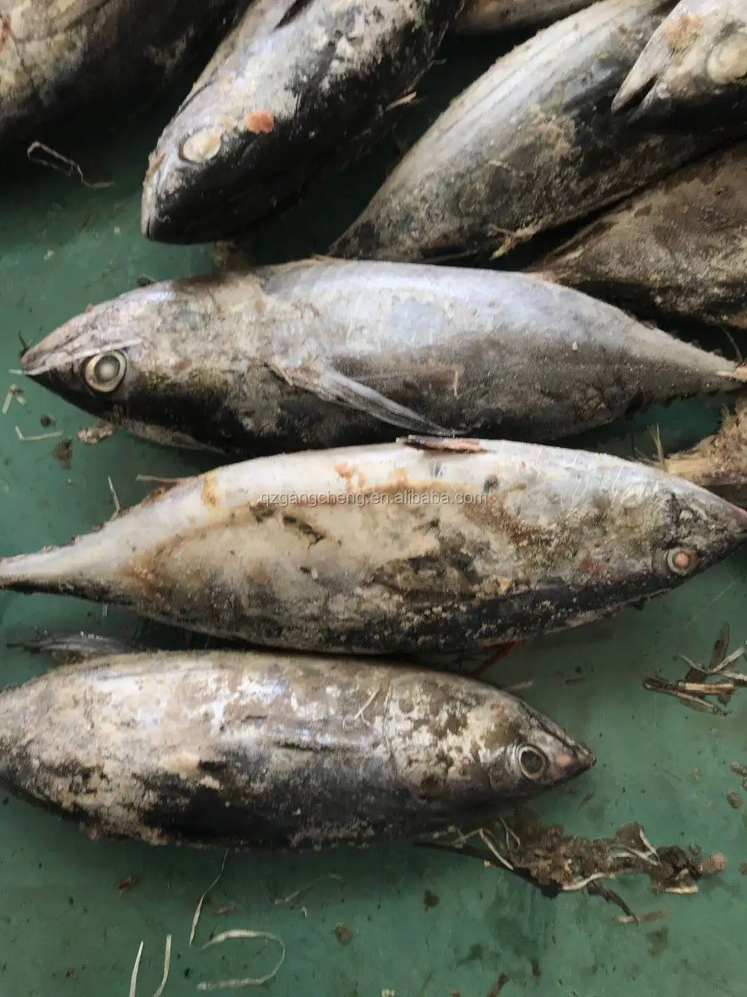 
New 750g+ frozen_on_board little tunny Tuna /Yellowfinned albacore wholesale low price 