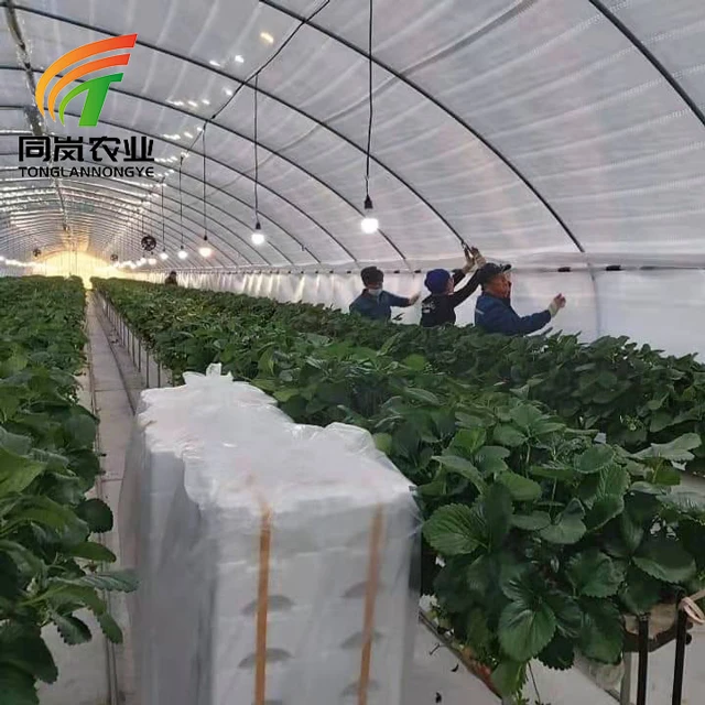 Easy Install Tomato Planting Greenhouse Single-Span Plastic Film Tunnel Green House Manufacturer
