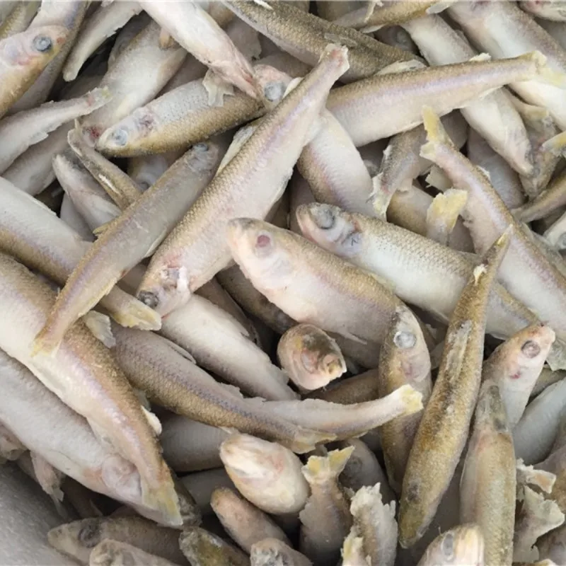 All types of frozen seafood cheap pond smelt fish supplier
