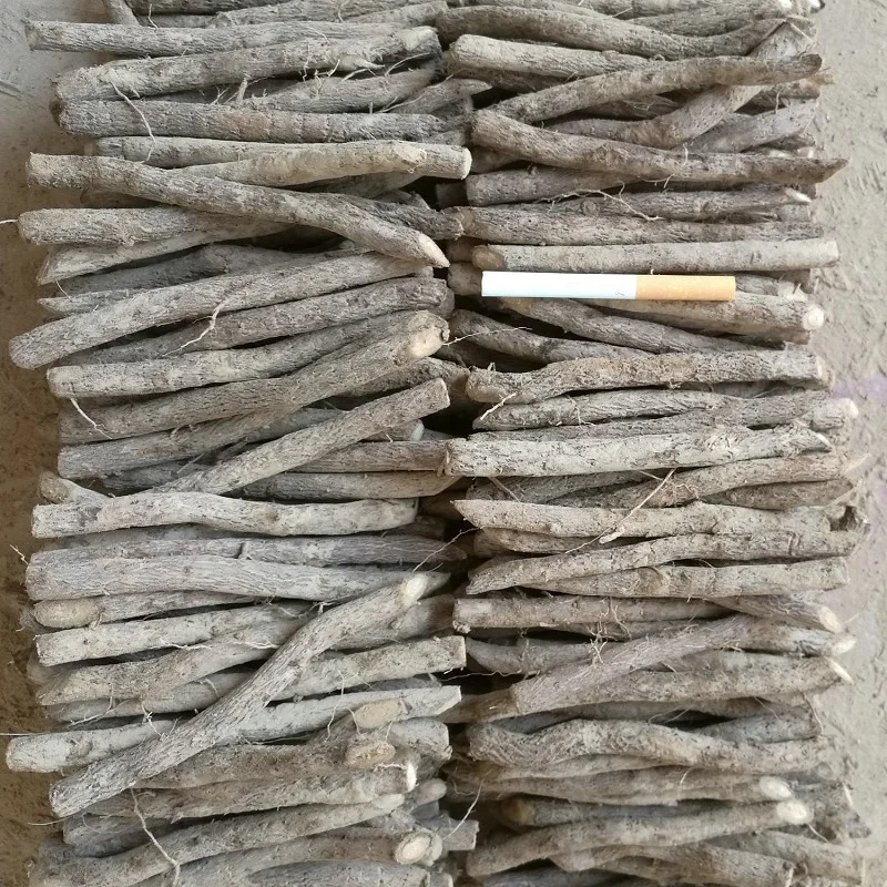 Сухой и устойчивый к холоду Гибридный paulownia - paulownia shan tong - paulownia 9501 9502 9503 для посадки