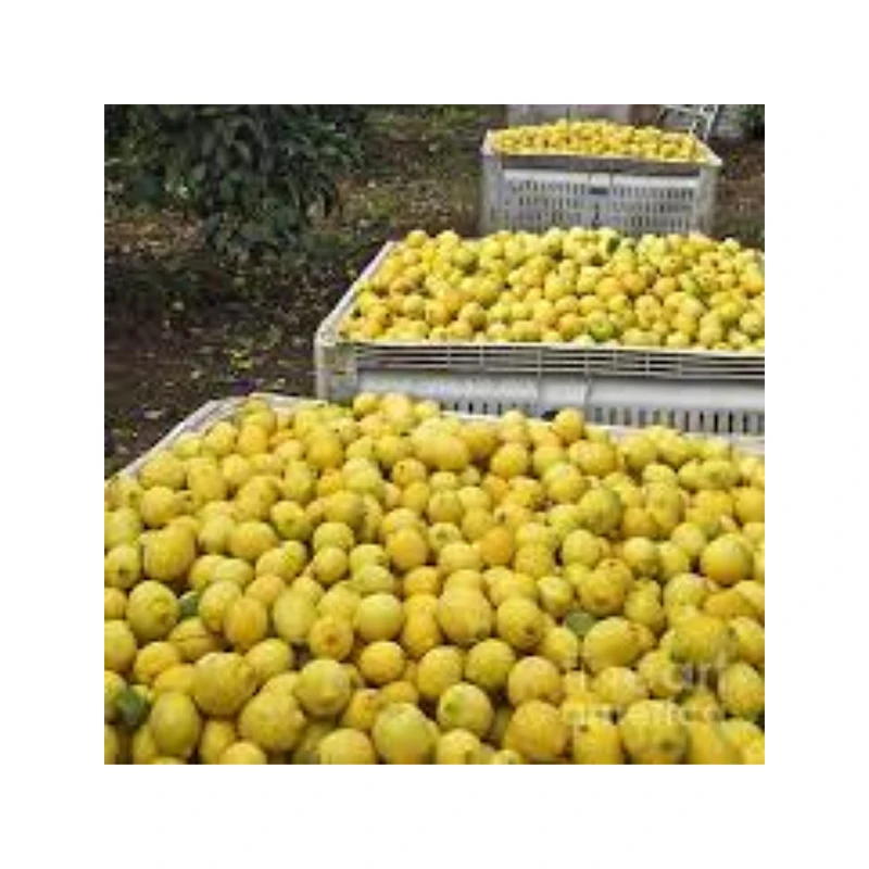 Rich Quality Wholesale Fresh Yellow Lemons at Bulk Price from US in stock from farm fruits supplier directly provide