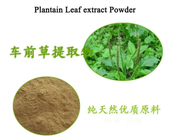 
Plantago asiatica leaf extract ground psyllium seed husk extract 98% organic psyllium husk powder 