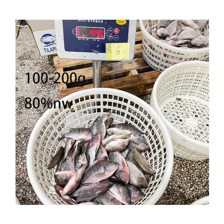 Wholesale Tilapia Fish 500-800G Frozen Tilapia Exporters