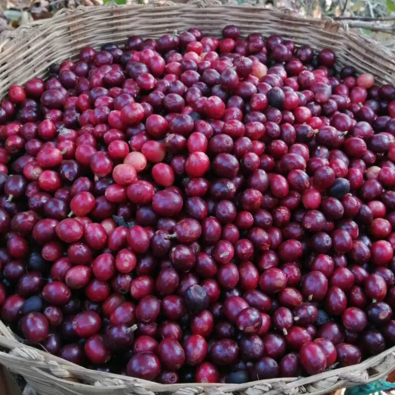 
High Quality Hogood HG10A Spray Dried Instant Coffee Made of 100% Arabica Coffee Beans 