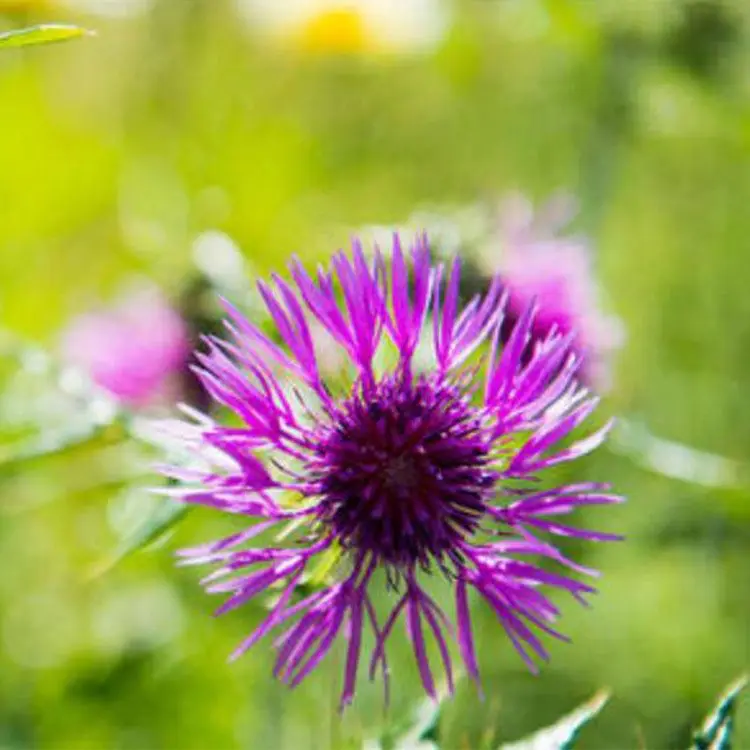 
Natural best quality cold pressed Organic oil seed milk thistle 