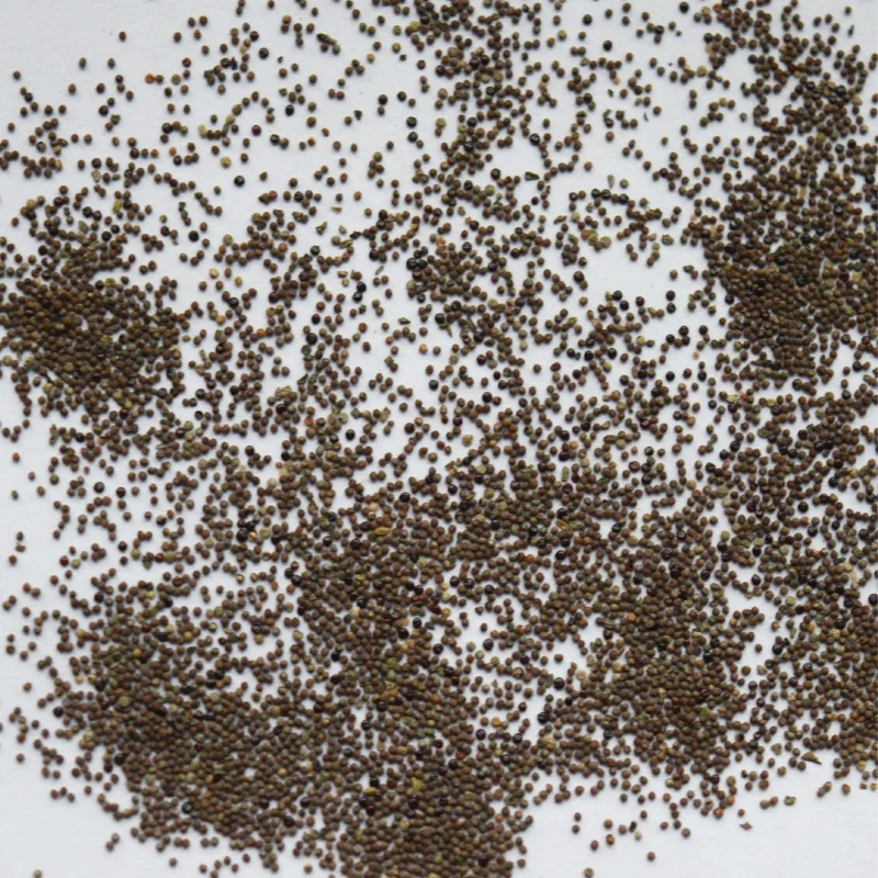 
Hot cheap Petunia Hybrida flower seeds 