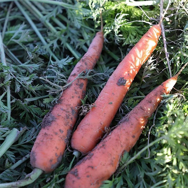 China Export Fresh Carrot 80-150g Cartons Low Price Shandong Xiamen Origin Chinese Fresh Vegetable Carrots