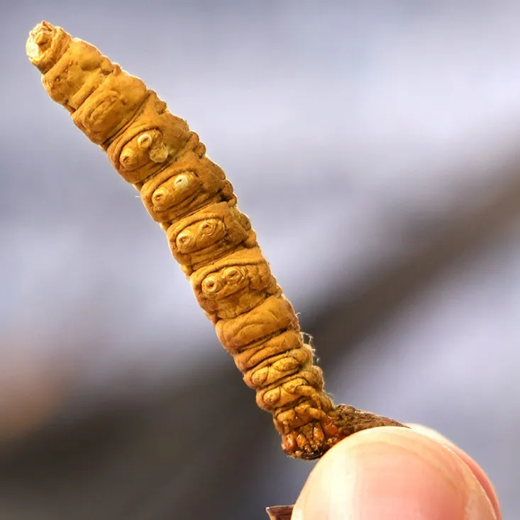 Supply Enchace Immunity Wild Chinese Caterpillar Fungus/Cordyceps Sinensis