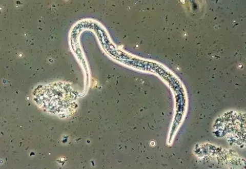 Bio pesticide with Trichoderma and Paecilomyces lilacinus for healthy root and soil