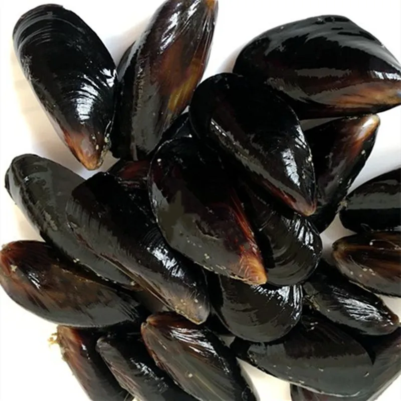 China seafood manufacturers, suppliers , exporters on frozen boiled mussel meat