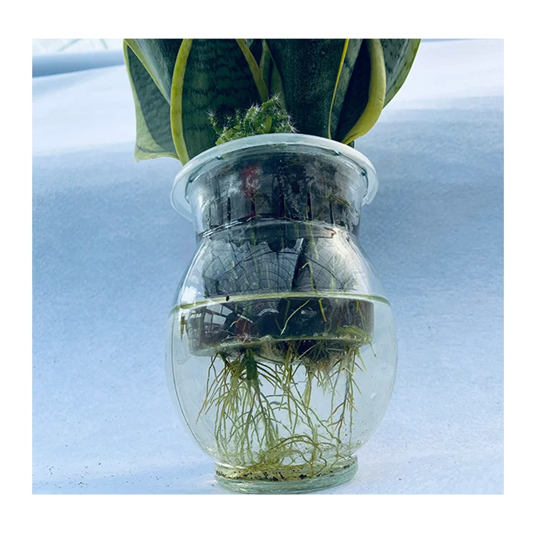 Живые бонсай домашние праиновые зеленые растения оптом Sansevieria