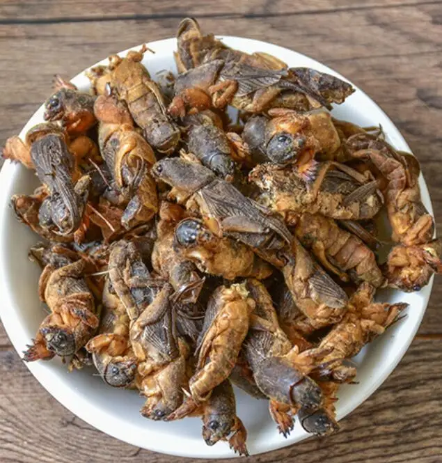 
Lou gu 1KG new sulphur free whole dried Mole Crickets for sale 