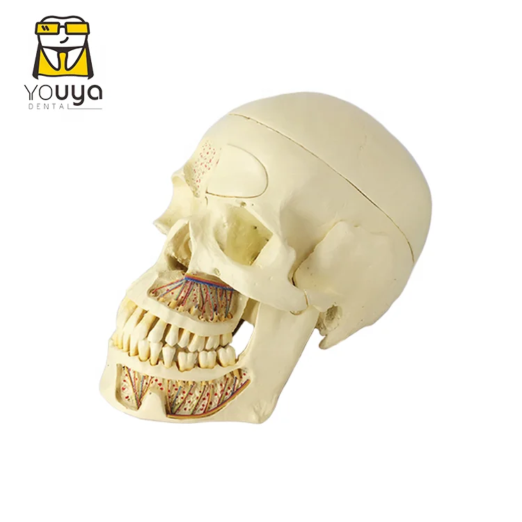 Medical Teaching Skull Model Dental Tooth Model For Training And Teaching