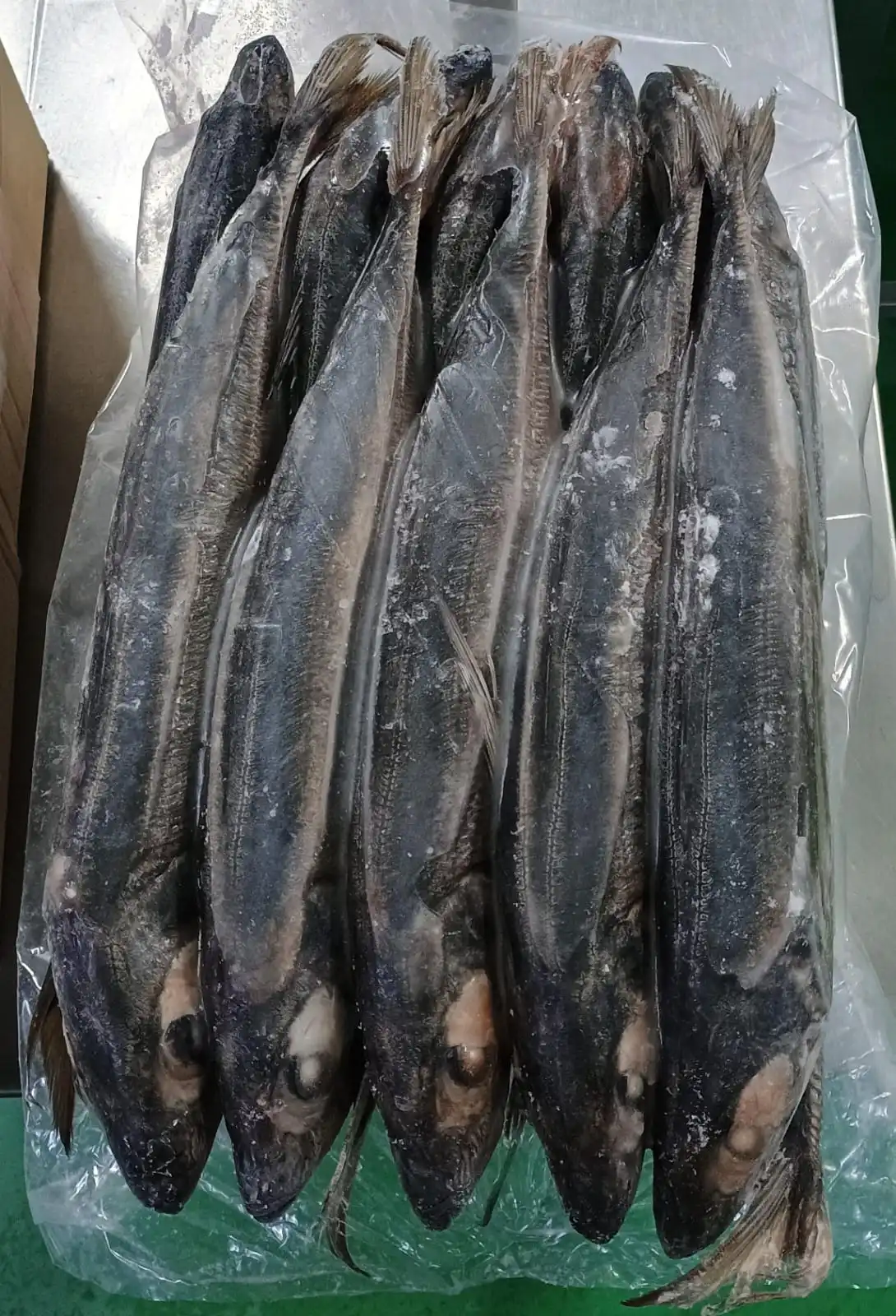 Horse Mackerel Size 500-900g, 900g+ Peru Origin Frozen Horse Mackerel Whole Round