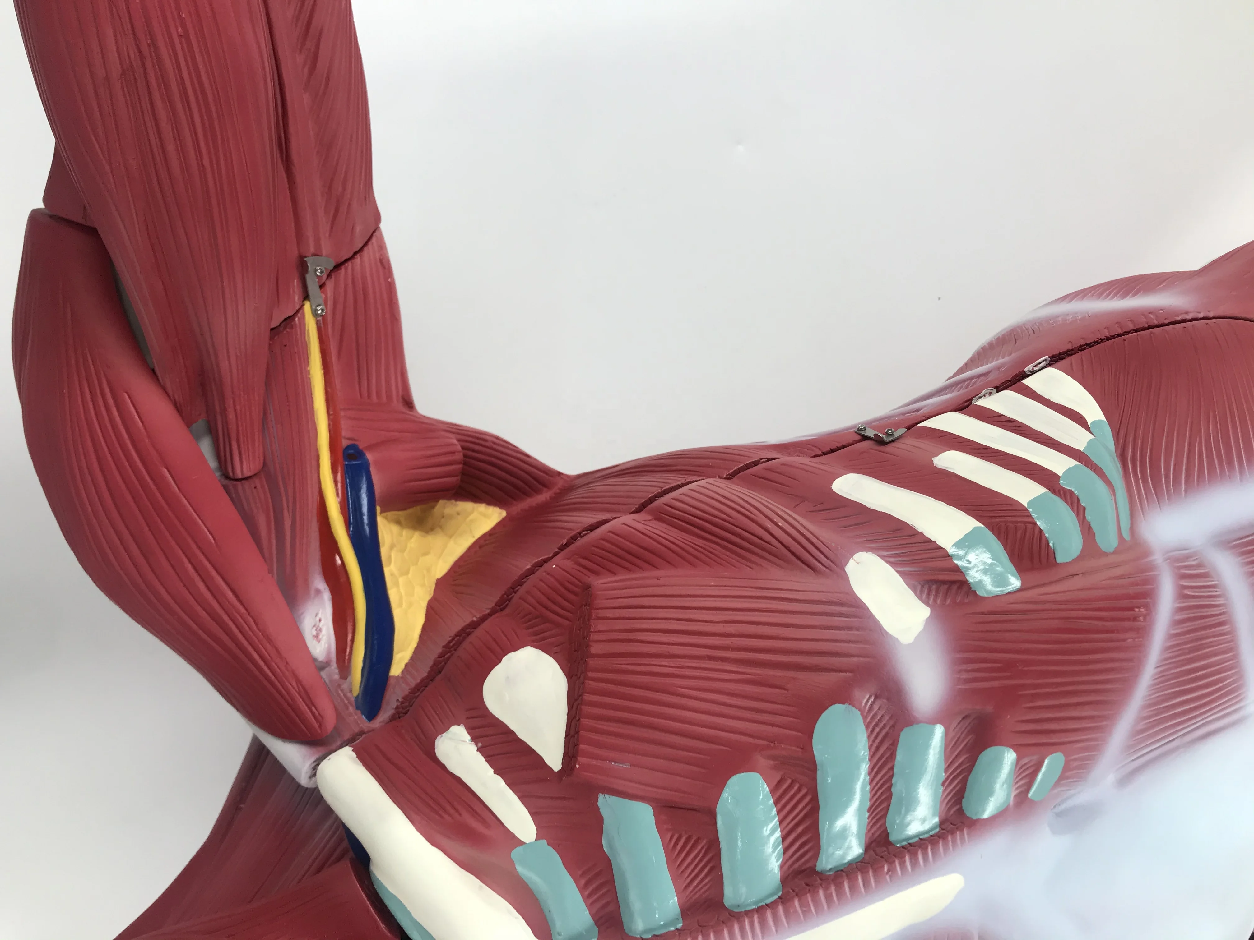 Teaching Model Anatomical Human Body 180cm  Muscle Dissection Anatomy Model With Internal Organs