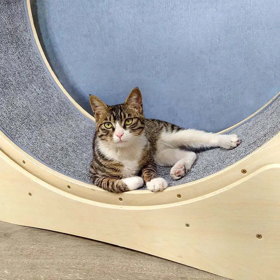 Wholesale Anti-depression Pure Wood Wooden Pet Tread Exercise Wheel Cat Pet Dog Fun Toy Treadmill