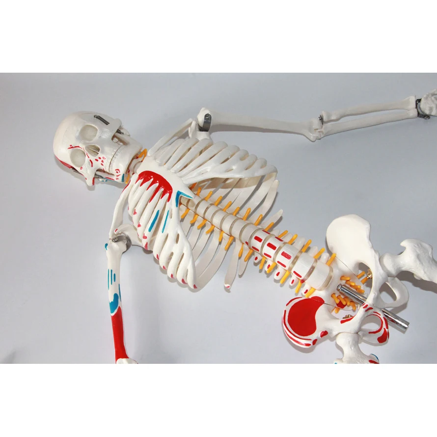 Standard 85CM Human Skeleton Model Distribution of skeletal and muscle starting and ending points