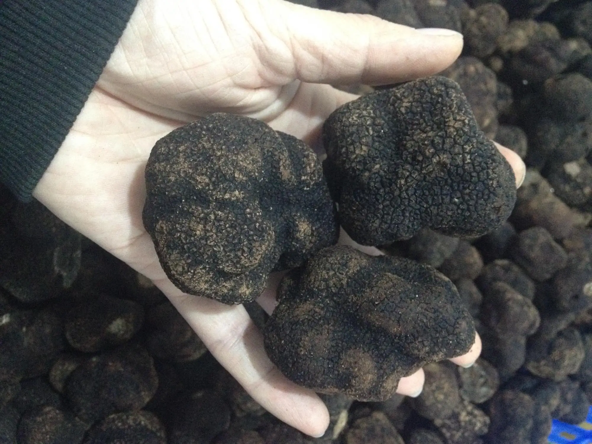 Natural Truffle Mushroom Chinese Wild Fresh Black Mushroom Truffle