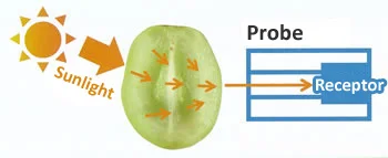 Japanese New Measurement Technique Non-Destructive Sugar Meter