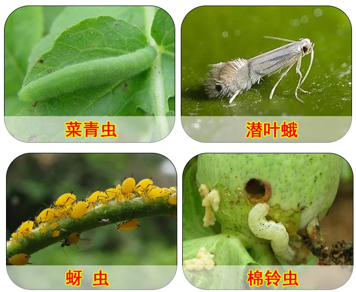 
Vegetable Pesticide Kill Cabbage Caterpillar Soil Insect Grub Alpha-Cypermethrin 50 g/L EC 