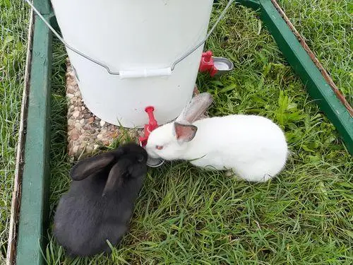 Small Animal Watering Metal Cup for Small Pet/Bunny/Ferret/Hamster/Guinea Pig/Rabbit/Chinchilla/Mouse/Rat