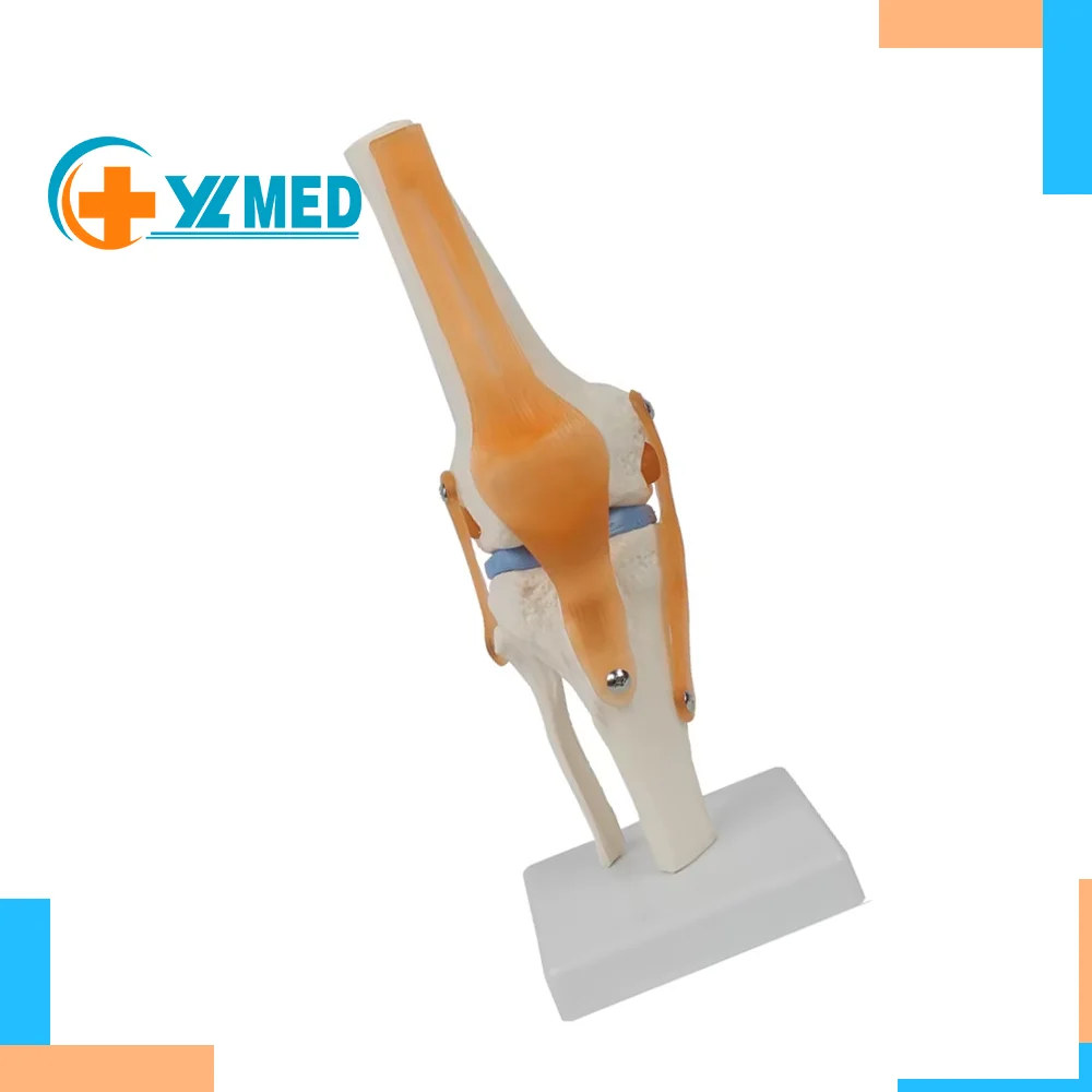 Усовершенствованная модель из ПВХ согнутая коленная кость человека для медицинского
