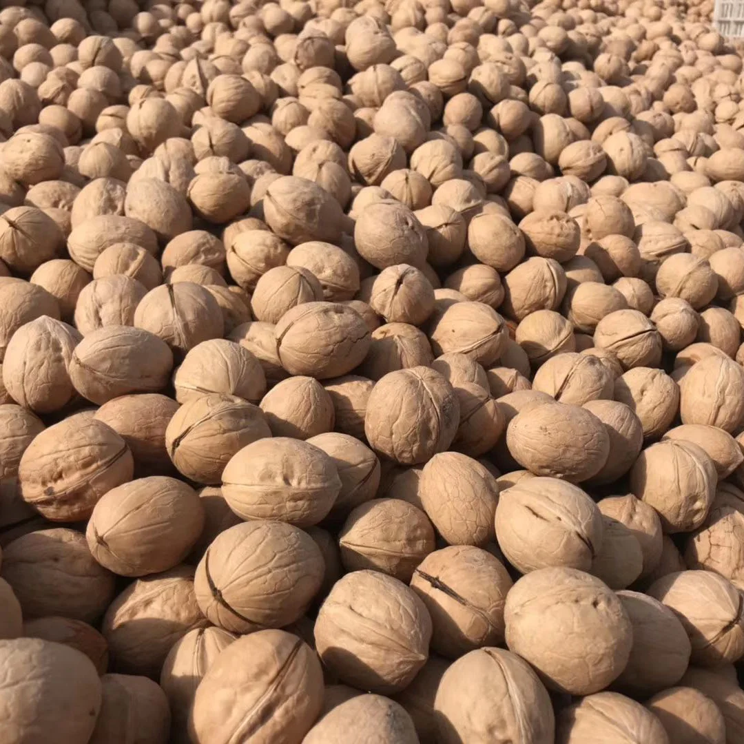 Распродажа сушеных орехов, натуральный Тип 33 xingfeng, орех, крупные поставки, орех, тонкая оболочка