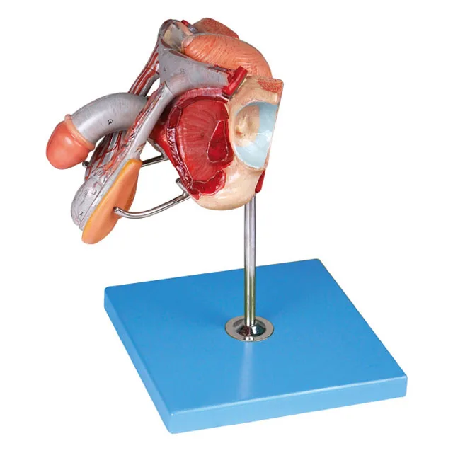 General Doctor Male Genital Organs Model