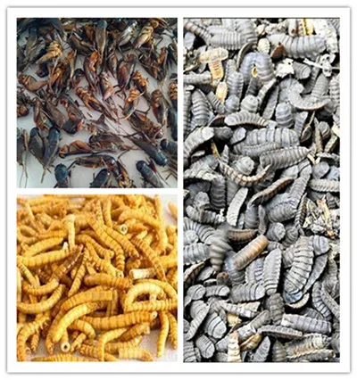 Fully Stocked Wholesale Fish Bird Snack Food Microwave Dried Mealworms