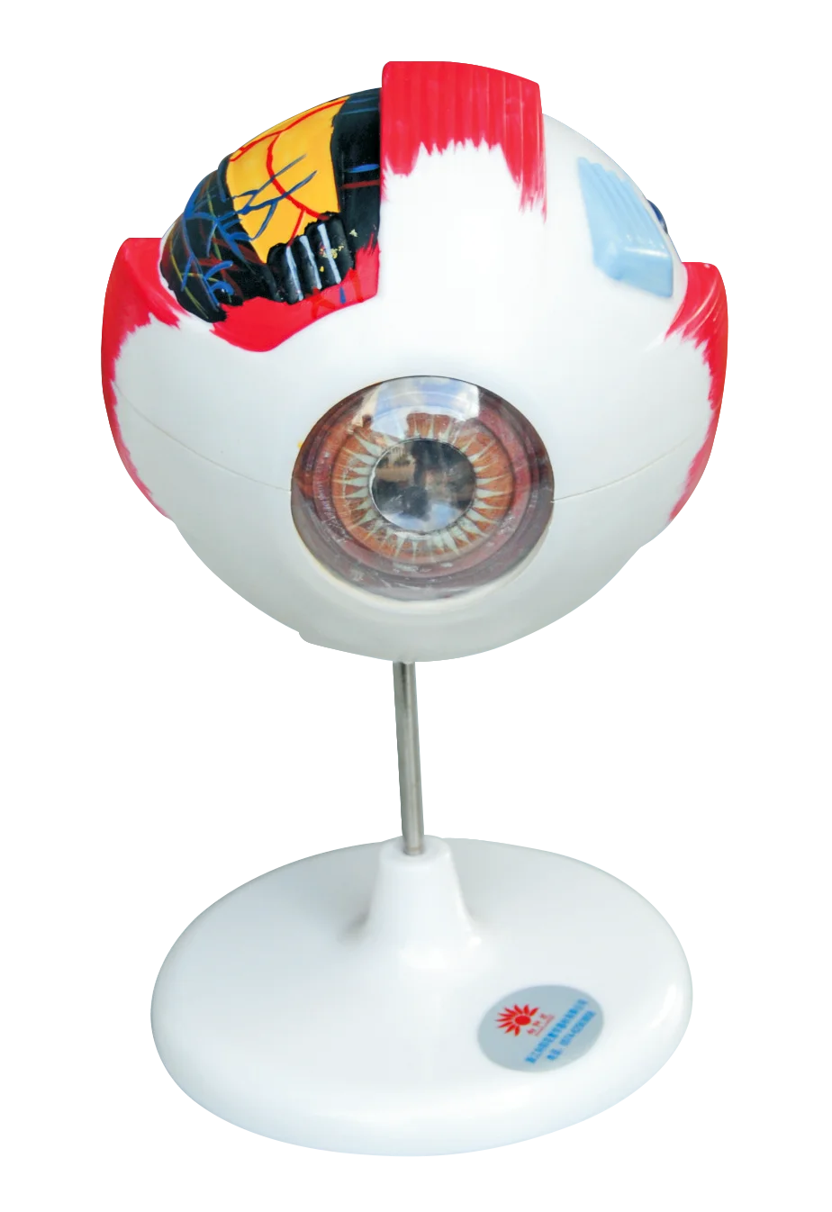 Human Eyeball Anatomical Model Anatomically Eye Model Human Eye Anatomy for Science Display Teaching Models