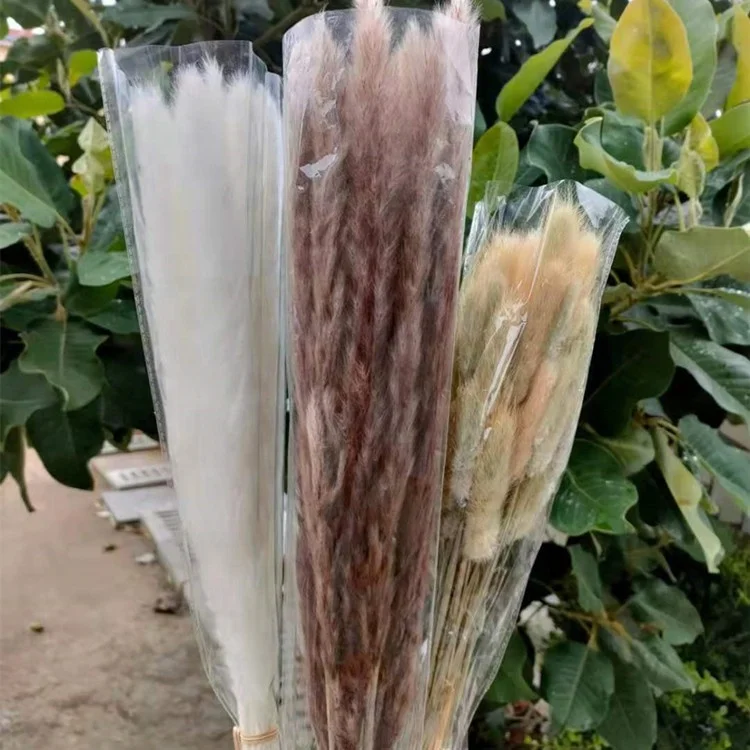 V2021 High Quality Small Pampas Grass  Dried Flowers For Cafe Decoration