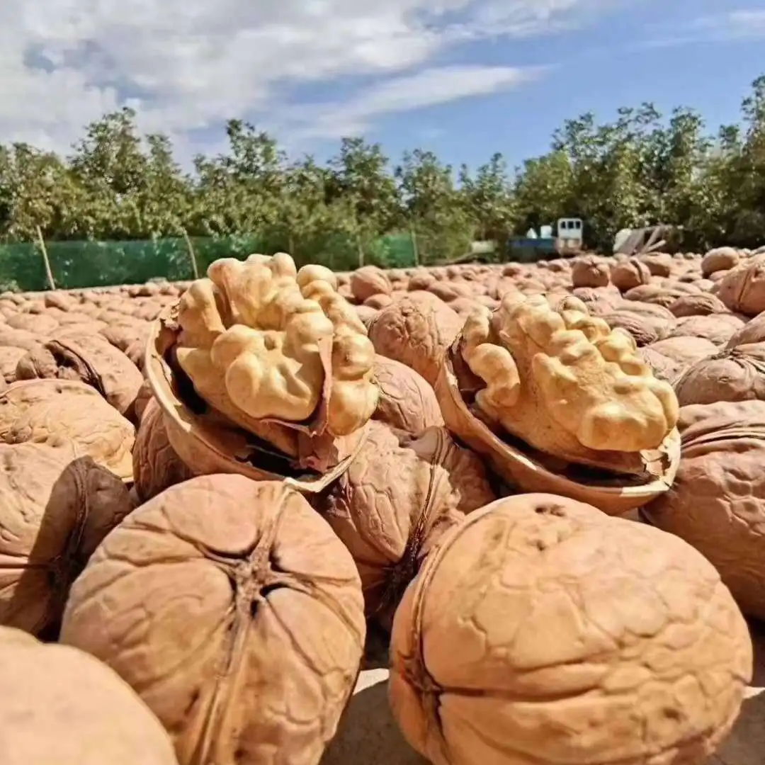 High quality export price Xingjiang  thin-skinned walnut in Shell the Walnuts