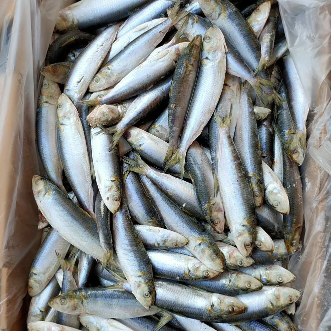 Frozen Sardine Fish